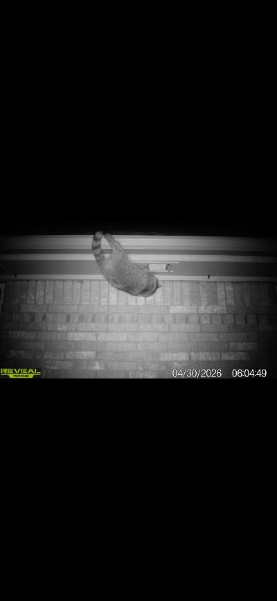 Watch How Easily a Raccoon Enters a Home (Real Oklahoma Footage) raccoon enters okc home through soffit vent