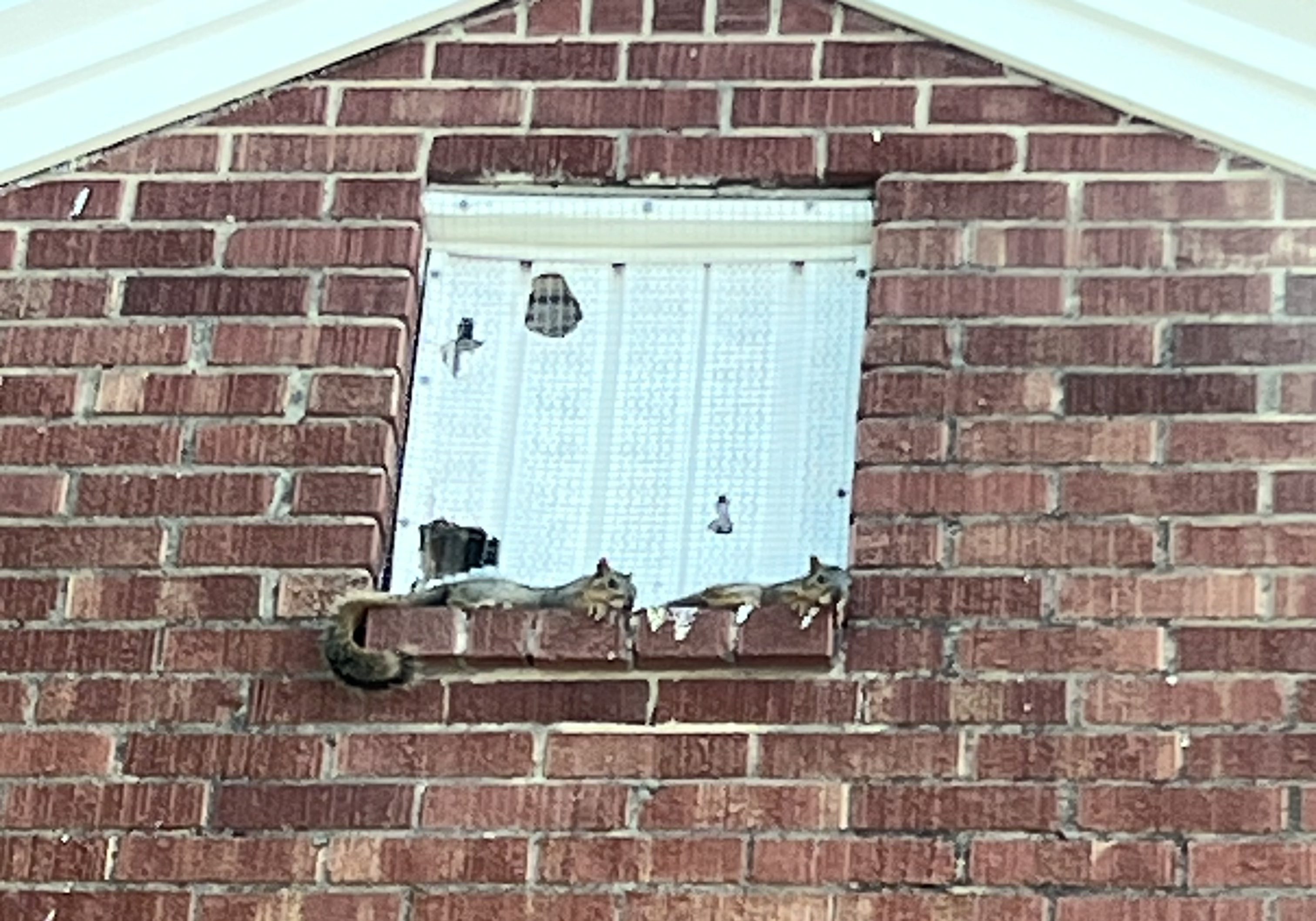 Why Wildlife Problems Keep Coming Back Squirrels near broken window on brick