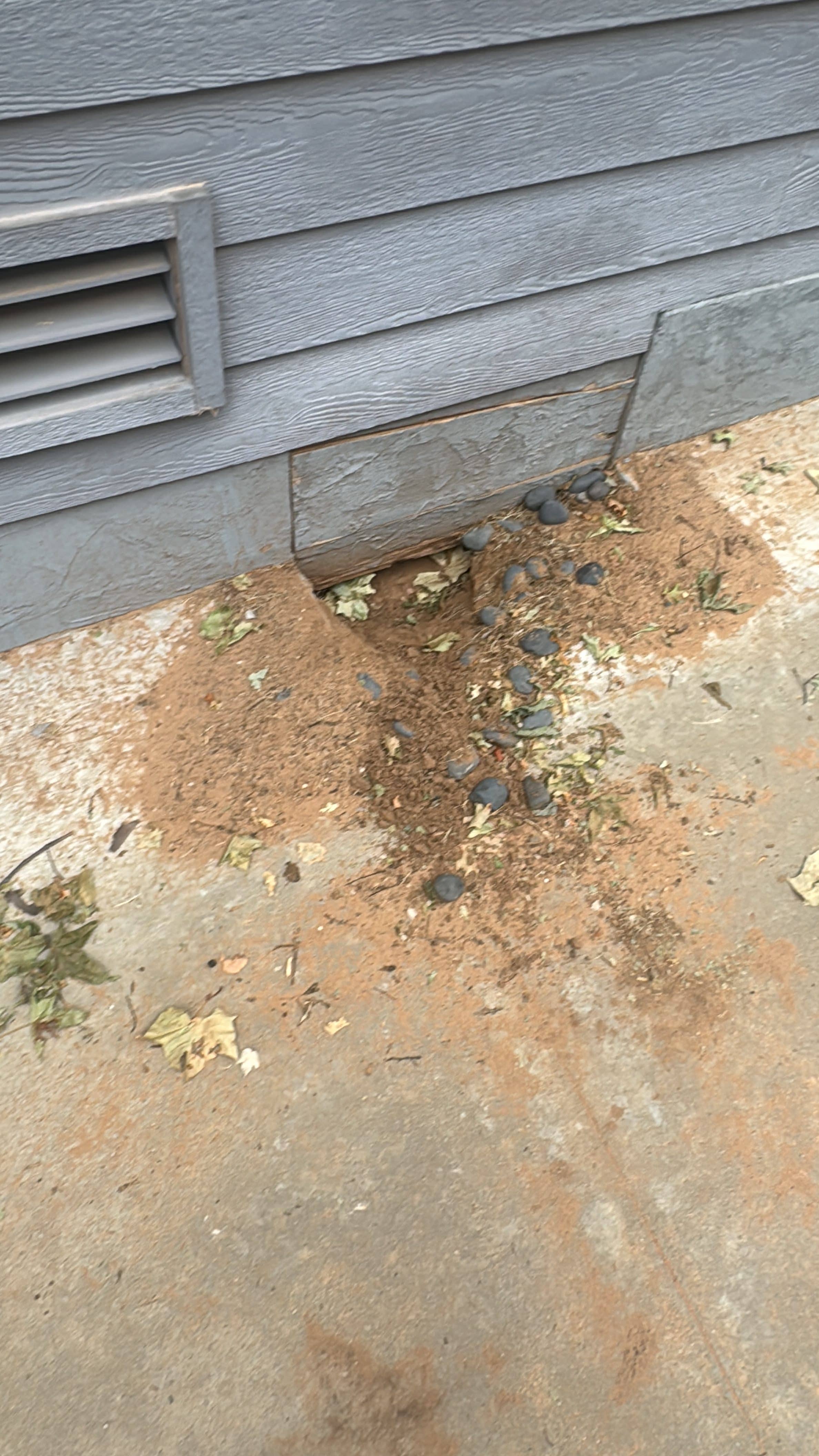 Why Skunk Problems Are Common Around Norman, Oklahoma Homes